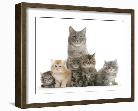 Mother Maine Coon Cat, Serafin, and Five Kittens, 7 Weeks-Mark Taylor-Framed Photographic Print