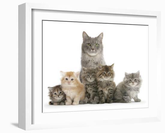 Mother Maine Coon Cat, Serafin, and Five Kittens, 7 Weeks-Mark Taylor-Framed Photographic Print