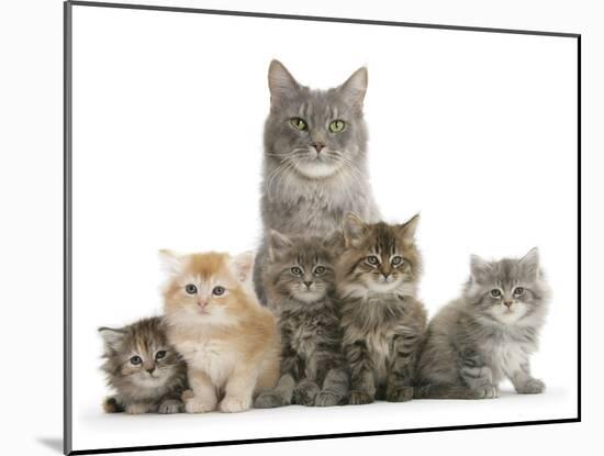 Mother Maine Coon Cat, Serafin, and Five Kittens, 7 Weeks-Mark Taylor-Mounted Photographic Print