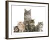 Mother Maine Coon Cat, Serafin, and Five Kittens, 7 Weeks-Mark Taylor-Framed Photographic Print