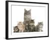 Mother Maine Coon Cat, Serafin, and Five Kittens, 7 Weeks-Mark Taylor-Framed Photographic Print