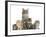 Mother Maine Coon Cat, Serafin, and Five Kittens, 7 Weeks-Mark Taylor-Framed Photographic Print