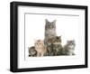 Mother Maine Coon Cat, Serafin, and Five Kittens, 7 Weeks-Mark Taylor-Framed Photographic Print