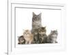 Mother Maine Coon Cat, Serafin, and Five Kittens, 7 Weeks-Mark Taylor-Framed Photographic Print