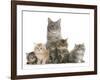 Mother Maine Coon Cat, Serafin, and Five Kittens, 7 Weeks-Mark Taylor-Framed Photographic Print