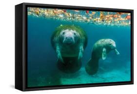 Mother Manatee with Her Calf in Crystal River, Florida-James White-Framed Stretched Canvas