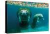 Mother Manatee with Her Calf in Crystal River, Florida-James White-Stretched Canvas