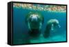 Mother Manatee with Her Calf in Crystal River, Florida-James White-Framed Stretched Canvas