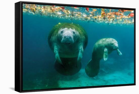 Mother Manatee with Her Calf in Crystal River, Florida-James White-Framed Stretched Canvas