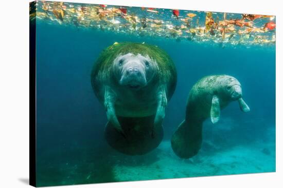 Mother Manatee with Her Calf in Crystal River, Florida-James White-Stretched Canvas