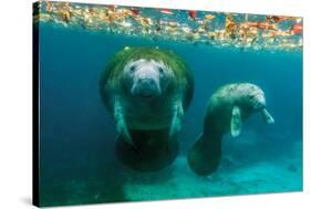 Mother Manatee with Her Calf in Crystal River, Florida-James White-Stretched Canvas