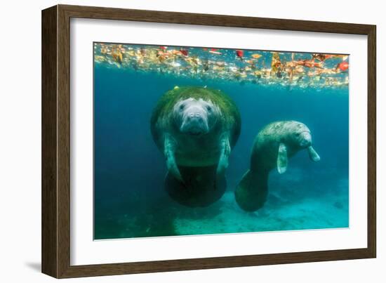 Mother Manatee with Her Calf in Crystal River, Florida-James White-Framed Photographic Print