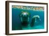 Mother Manatee with Her Calf in Crystal River, Florida-James White-Framed Photographic Print