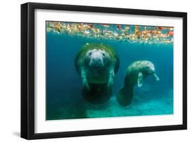 Mother Manatee with Her Calf in Crystal River, Florida-James White-Framed Photographic Print