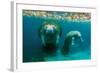 Mother Manatee with Her Calf in Crystal River, Florida-James White-Framed Photographic Print