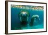 Mother Manatee with Her Calf in Crystal River, Florida-James White-Framed Photographic Print
