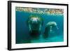 Mother Manatee with Her Calf in Crystal River, Florida-James White-Framed Photographic Print