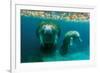 Mother Manatee with Her Calf in Crystal River, Florida-James White-Framed Photographic Print