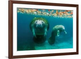 Mother Manatee with Her Calf in Crystal River, Florida-James White-Framed Photographic Print