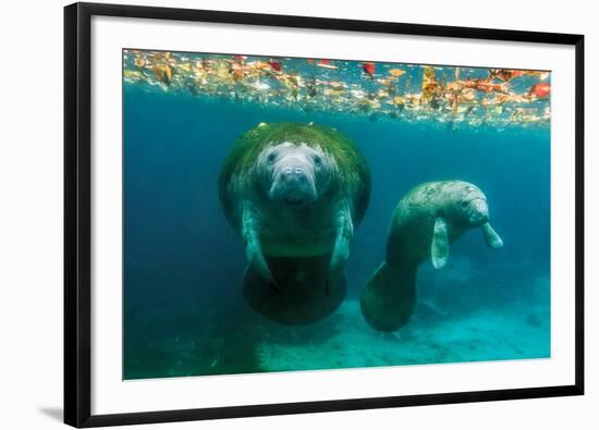 Mother Manatee with Her Calf in Crystal River, Florida-James White-Framed Photographic Print