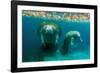 Mother Manatee with Her Calf in Crystal River, Florida-James White-Framed Photographic Print