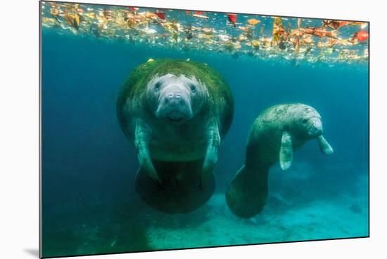 Mother Manatee with Her Calf in Crystal River, Florida-James White-Mounted Photographic Print
