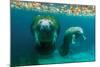 Mother Manatee with Her Calf in Crystal River, Florida-James White-Mounted Photographic Print