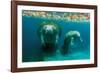 Mother Manatee with Her Calf in Crystal River, Florida-James White-Framed Photographic Print