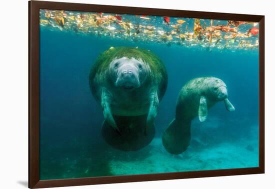 Mother Manatee with Her Calf in Crystal River, Florida-James White-Framed Photographic Print