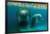 Mother Manatee with Her Calf in Crystal River, Florida-James White-Framed Photographic Print