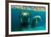 Mother Manatee with Her Calf in Crystal River, Florida-James White-Framed Premium Photographic Print