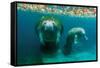 Mother Manatee with Her Calf in Crystal River, Florida-James White-Framed Stretched Canvas