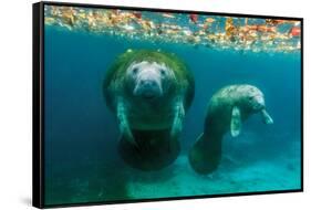 Mother Manatee with Her Calf in Crystal River, Florida-James White-Framed Stretched Canvas