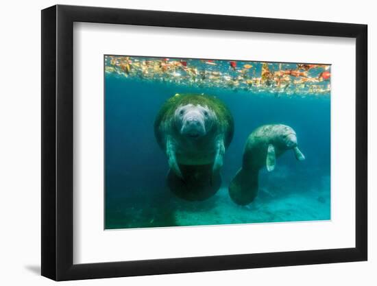 Mother Manatee with Her Calf in Crystal River, Florida-James White-Framed Premium Photographic Print