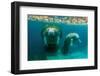 Mother Manatee with Her Calf in Crystal River, Florida-James White-Framed Premium Photographic Print