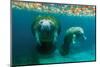 Mother Manatee with Her Calf in Crystal River, Florida-James White-Mounted Premium Photographic Print