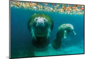 Mother Manatee with Her Calf in Crystal River, Florida-James White-Mounted Photographic Print