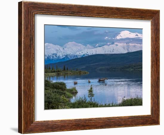 Mother Moose-Howard Newcomb-Framed Photographic Print
