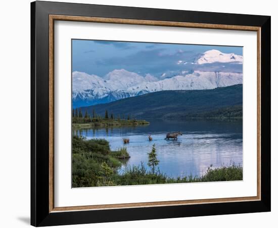 Mother Moose-Howard Newcomb-Framed Photographic Print