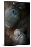 Mother Orangutan And Her Newborn Baby 1 Months - Pongo Pygmaeus-Life on White-Mounted Photographic Print
