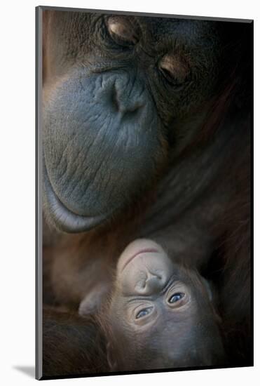 Mother Orangutan And Her Newborn Baby 1 Months - Pongo Pygmaeus-Life on White-Mounted Photographic Print