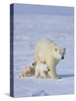 Mother Polar Bear with Three Cubs on the Tundra, Wapusk National Park, Manitoba, Canada-Keren Su-Stretched Canvas