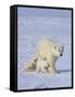 Mother Polar Bear with Three Cubs on the Tundra, Wapusk National Park, Manitoba, Canada-Keren Su-Framed Stretched Canvas