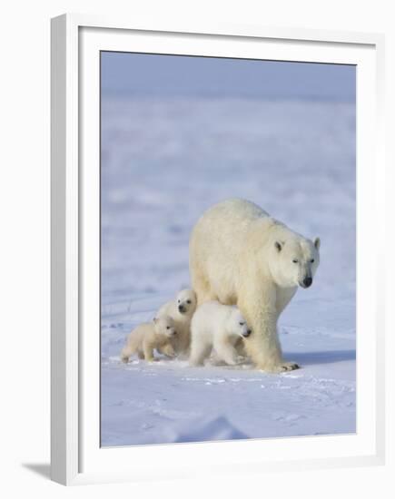 Mother Polar Bear with Three Cubs on the Tundra, Wapusk National Park, Manitoba, Canada-Keren Su-Framed Premium Photographic Print