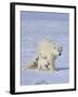 Mother Polar Bear with Three Cubs on the Tundra, Wapusk National Park, Manitoba, Canada-Keren Su-Framed Premium Photographic Print