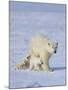 Mother Polar Bear with Three Cubs on the Tundra, Wapusk National Park, Manitoba, Canada-Keren Su-Mounted Premium Photographic Print