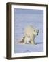 Mother Polar Bear with Three Cubs on the Tundra, Wapusk National Park, Manitoba, Canada-Keren Su-Framed Photographic Print