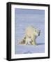 Mother Polar Bear with Three Cubs on the Tundra, Wapusk National Park, Manitoba, Canada-Keren Su-Framed Photographic Print