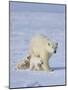 Mother Polar Bear with Three Cubs on the Tundra, Wapusk National Park, Manitoba, Canada-Keren Su-Mounted Photographic Print