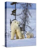 Mother Polar Bear with Three Cubs on the Tundra, Wapusk National Park, Manitoba, Canada-Keren Su-Stretched Canvas